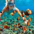 Descubriendo las joyas ocultas del buceo en Cataluña